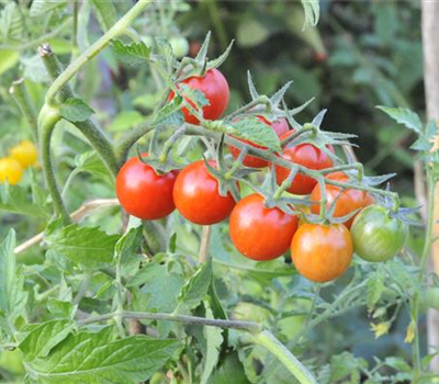 Tomaten
