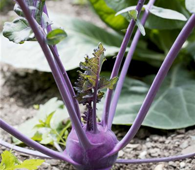Kohlrabi blau